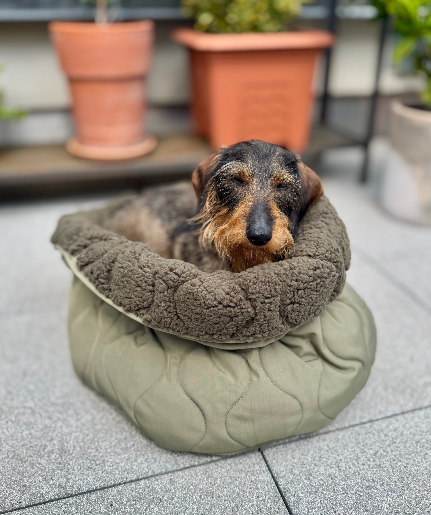 Wie viel schläft ein Hund? Alles über den Schlafbedarf deines Lieblings