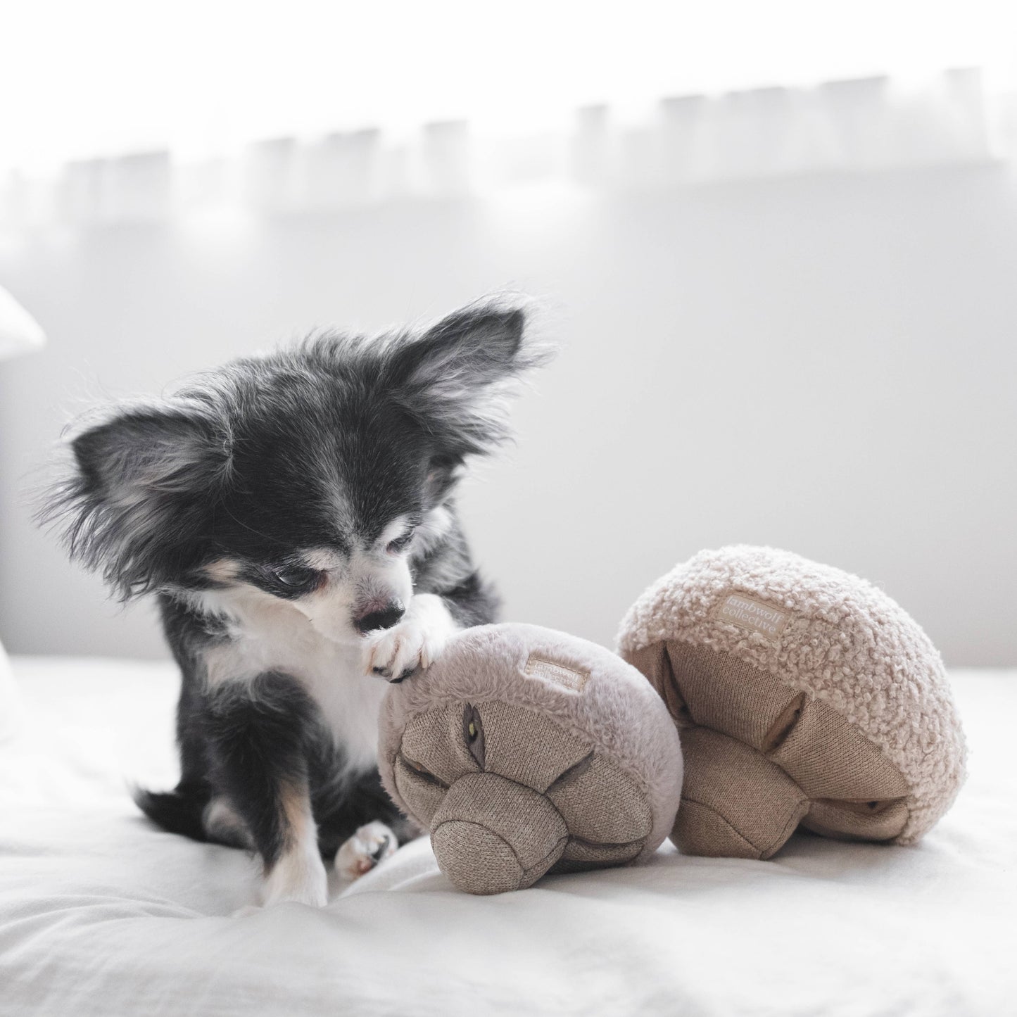 Hund mit beiden Größen des GUU Pilzspielzeugs – klein und mittel