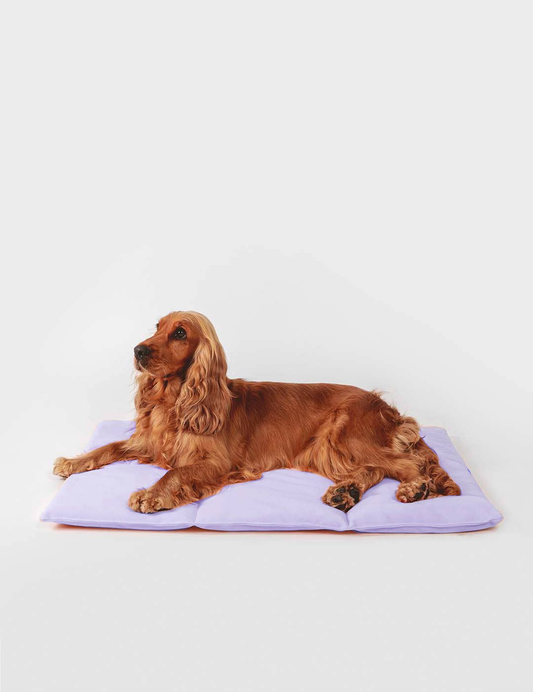 Hund auf dem Nomad Bed von Qisu in Flieder – stilvolles & bequemes Reisebett für unterwegs