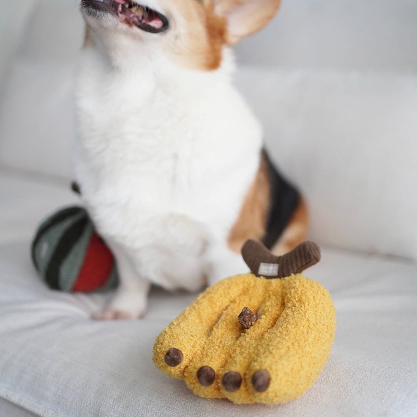 Hund sucht Leckerlis in der Snuffle Banana von Lambwolf Collective – interaktives Spielzeug