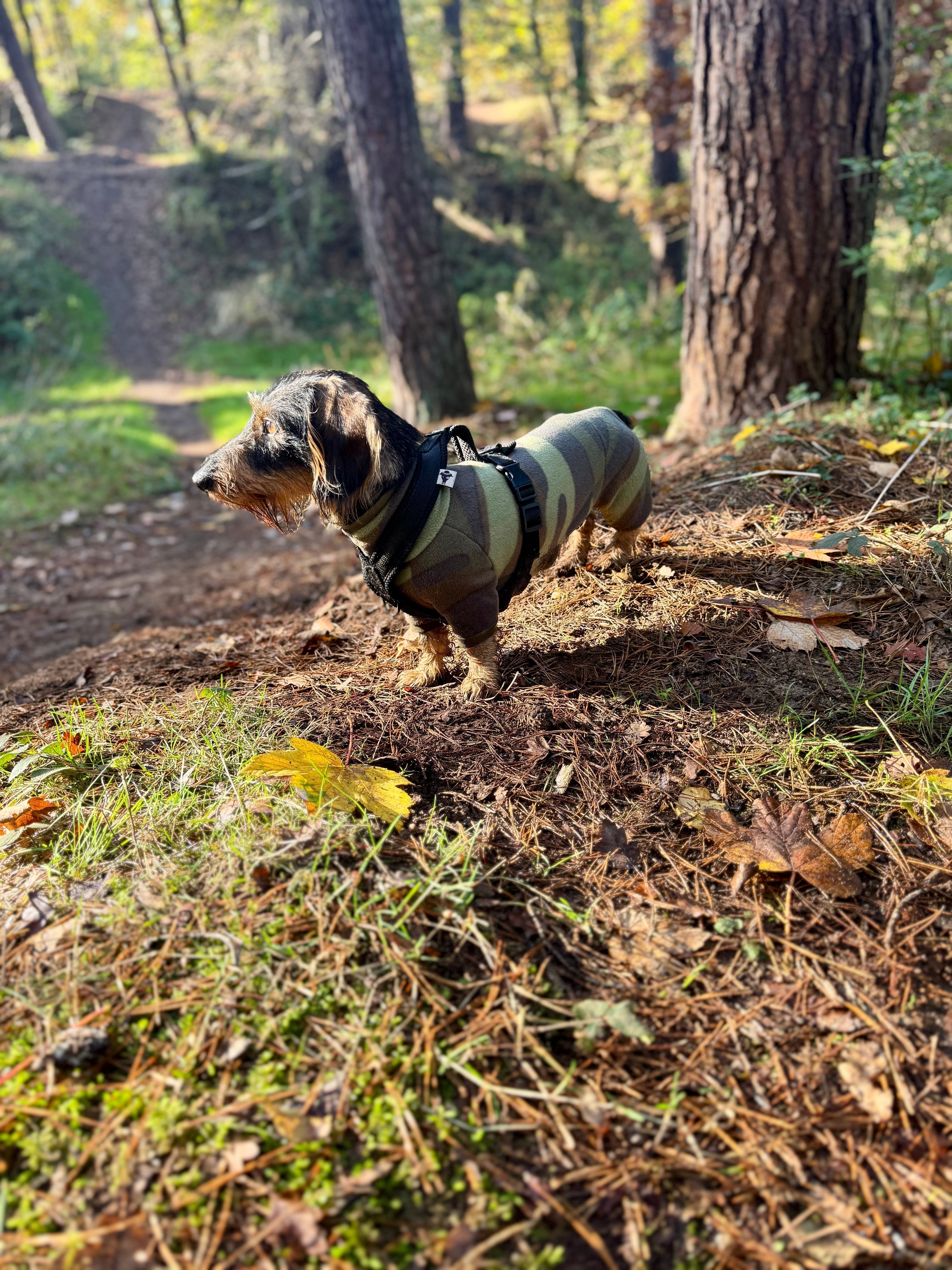 Hundekleidung im Herbst & Winter – wann dein Liebling wirklich etwas zum Anziehen braucht