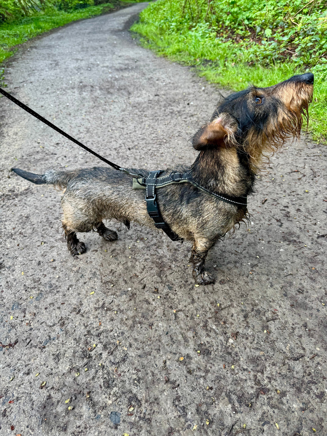 Halsband oder Geschirr beim Dackel? So triffst du die richtige Wahl