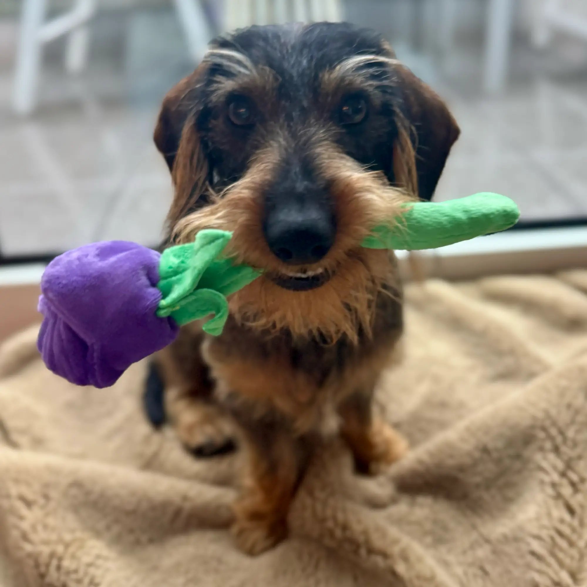 hund mit hundesielzeug von play rovers rosen