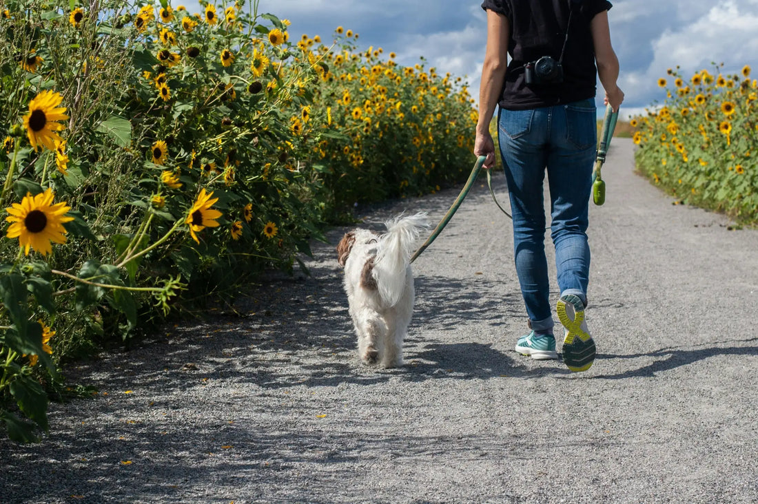 Gassizeit mit Herz: So wird jeder Spaziergang zum Lieblingsmoment