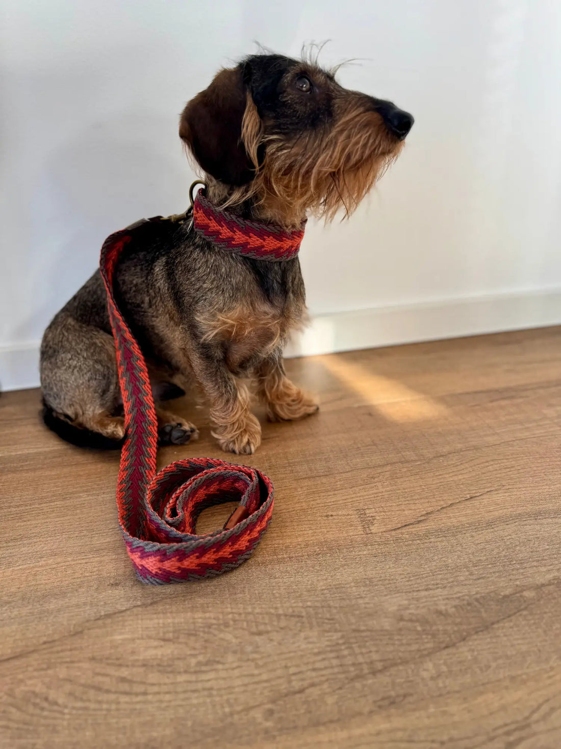 Halsbändern von Buddy’s Dogwear: Peruvian Arrow Orange