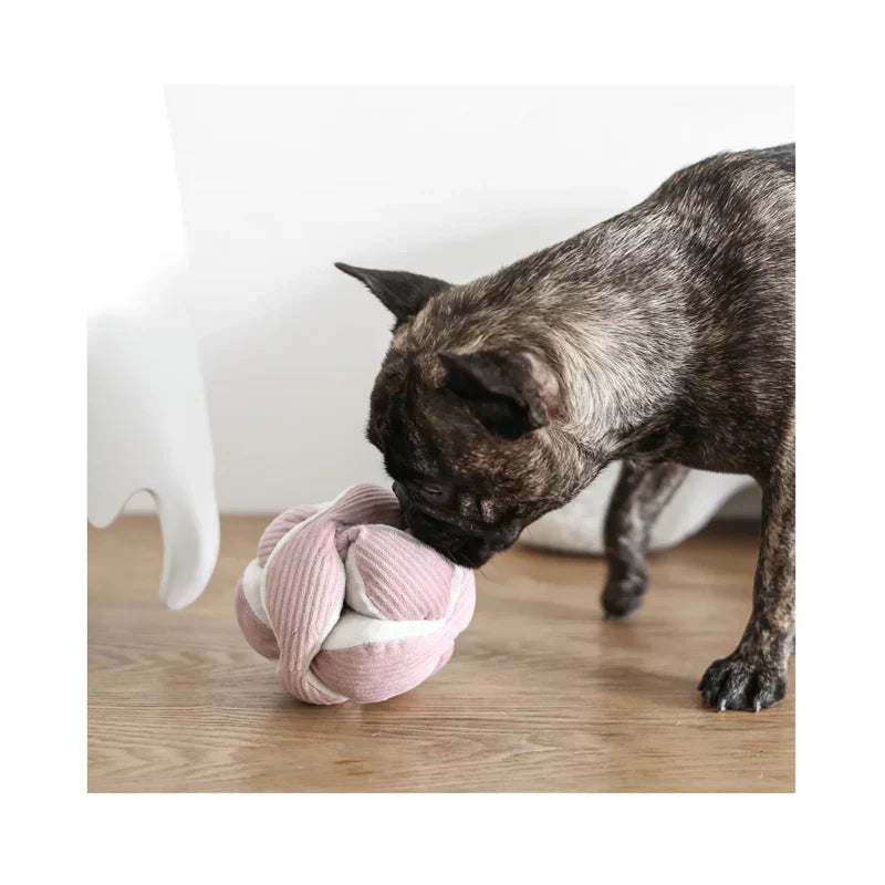 LET THEM SNIFF! Warum Nasenarbeit so wichtig für deinen Liebling ist 🐽
