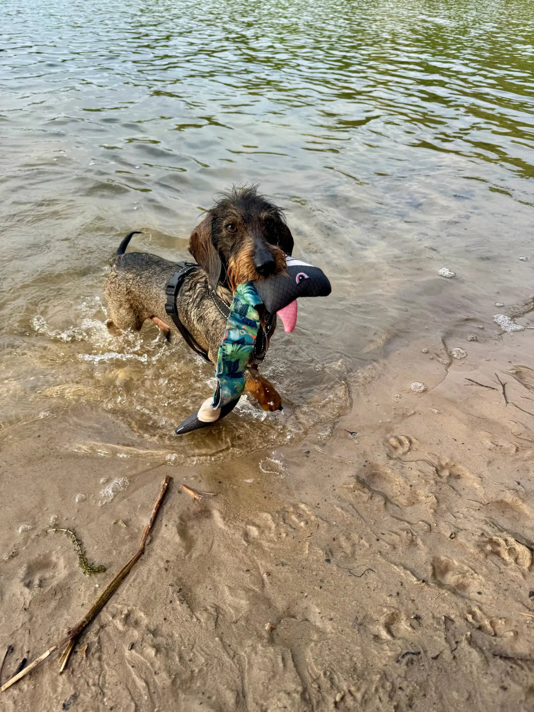 Rein ins Wasser fertig Spaß! Warum Sharky unser Juli-Liebling