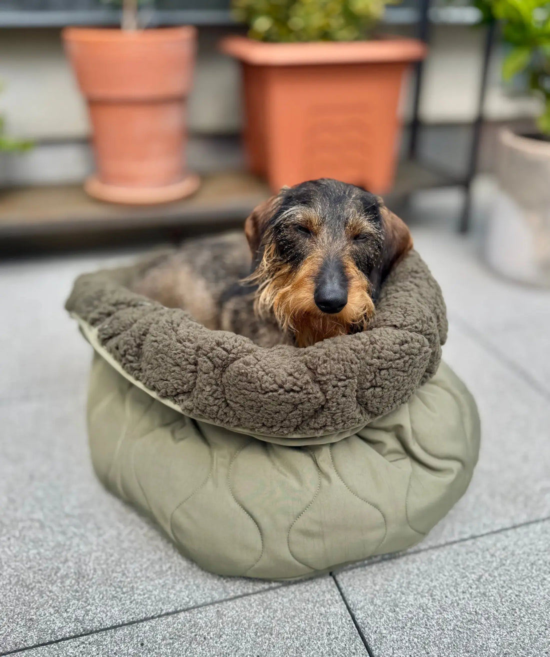 Wie viel schläft ein Hund? Alles über den Schlafbedarf deines Lieblings