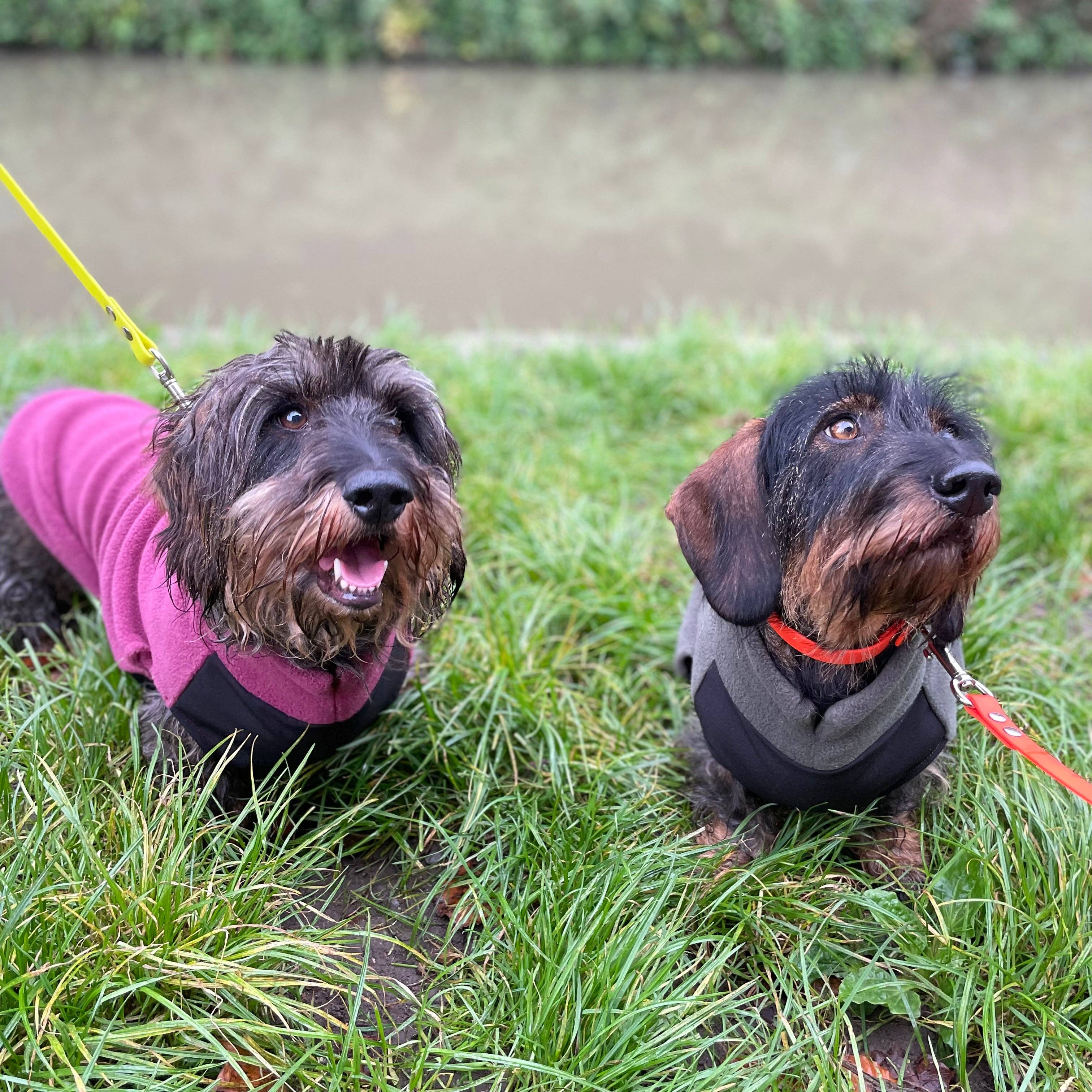 Standard Dackel Fleecepullover | mit wasserdichtem Baucheinsatz - Hundepullover