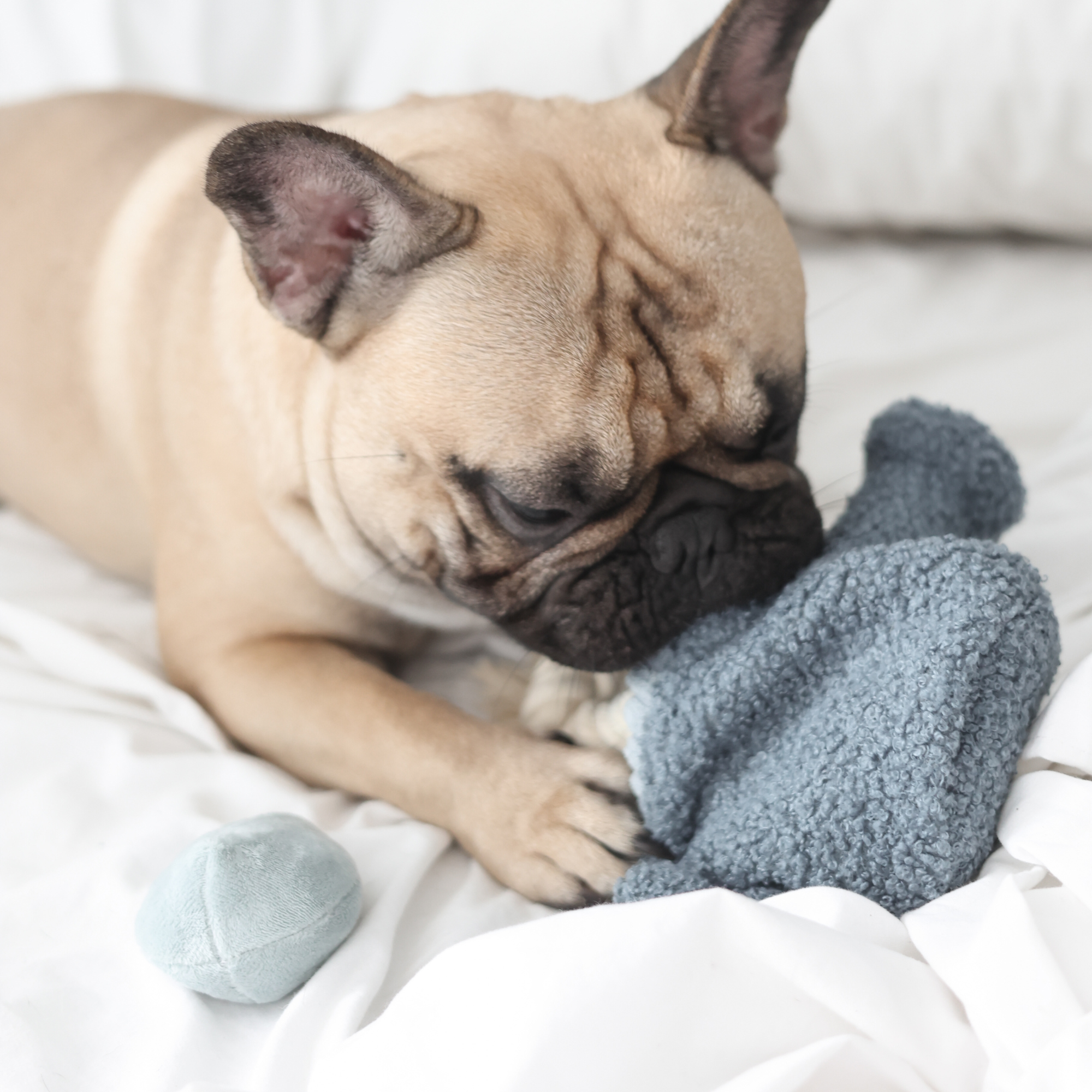 Beschäftigungsspielzeug | Gießkanne - Hundespielzeug