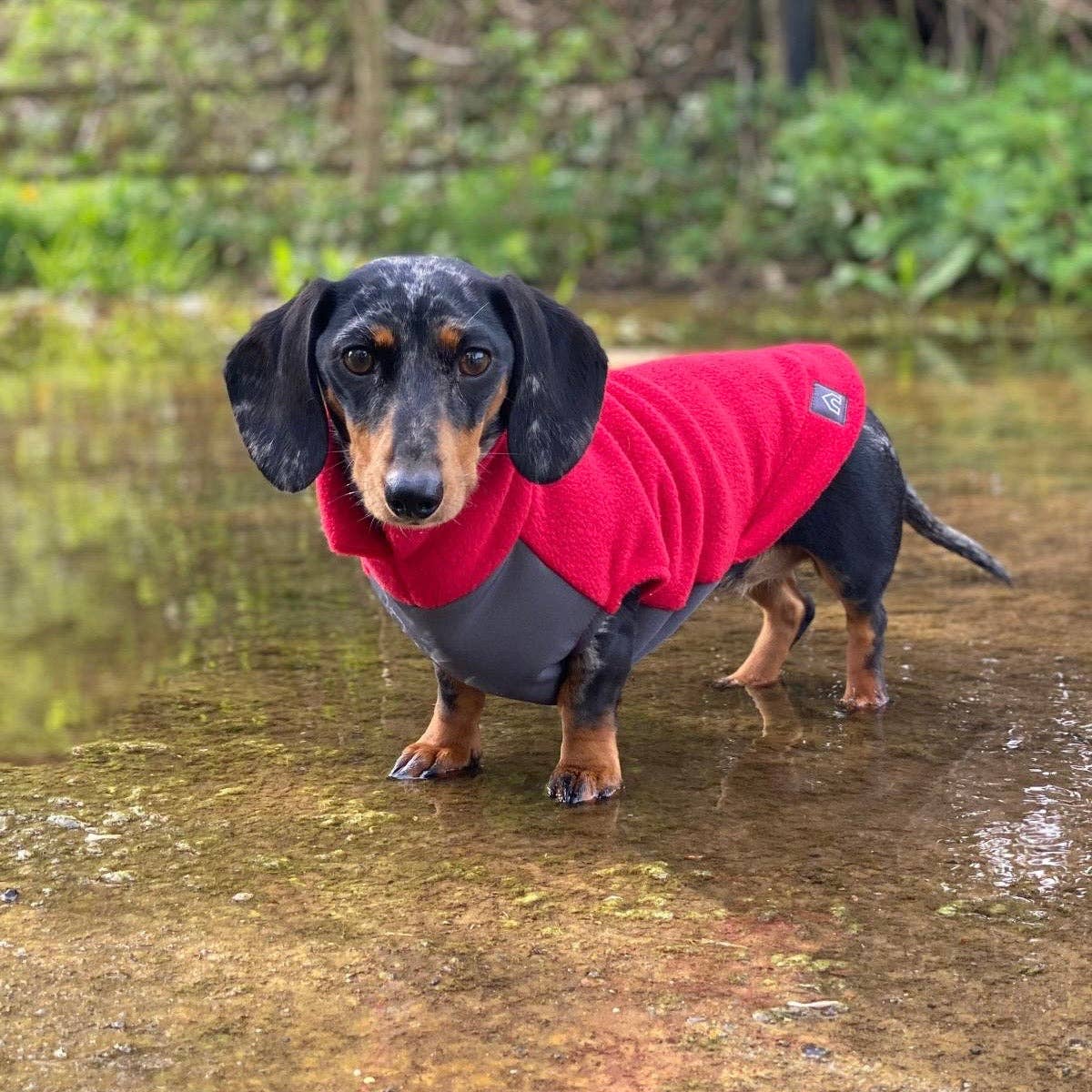 Standard Dackel Fleecepullover | mit wasserdichtem Baucheinsatz - Rubinrot / M - Hundepullover