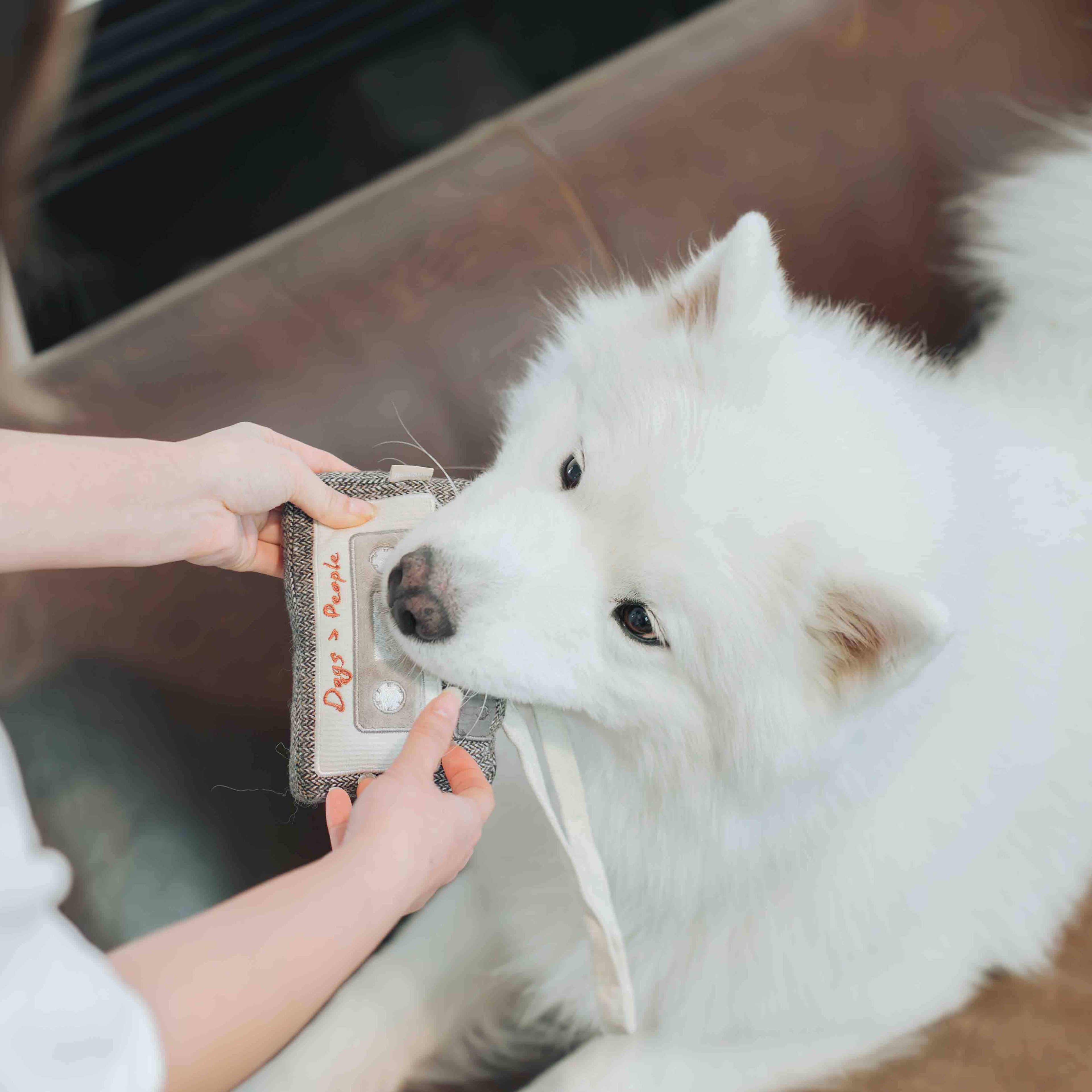 KASSETTE | Beschäftigungsspielzeug - Hundespielzeug