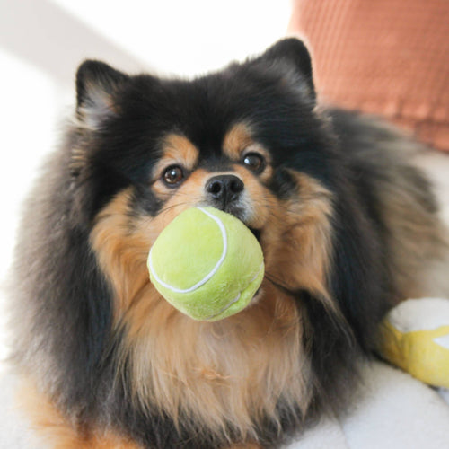 Beschäftigungsspielzeug | TENNIS POP - Hundespielzeug