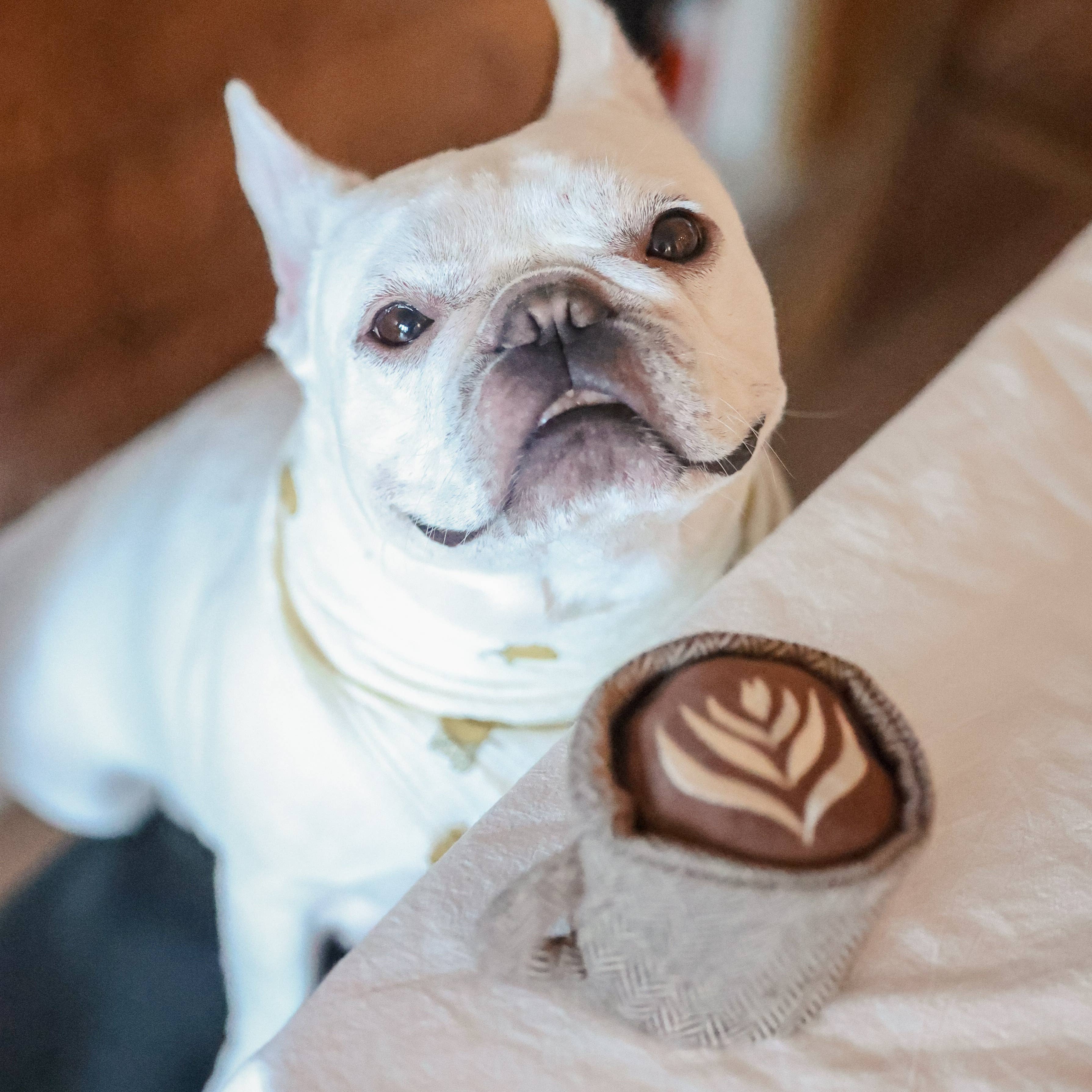 Beschäftigungsspielzeug | LATTE POP - Hundespielzeug
