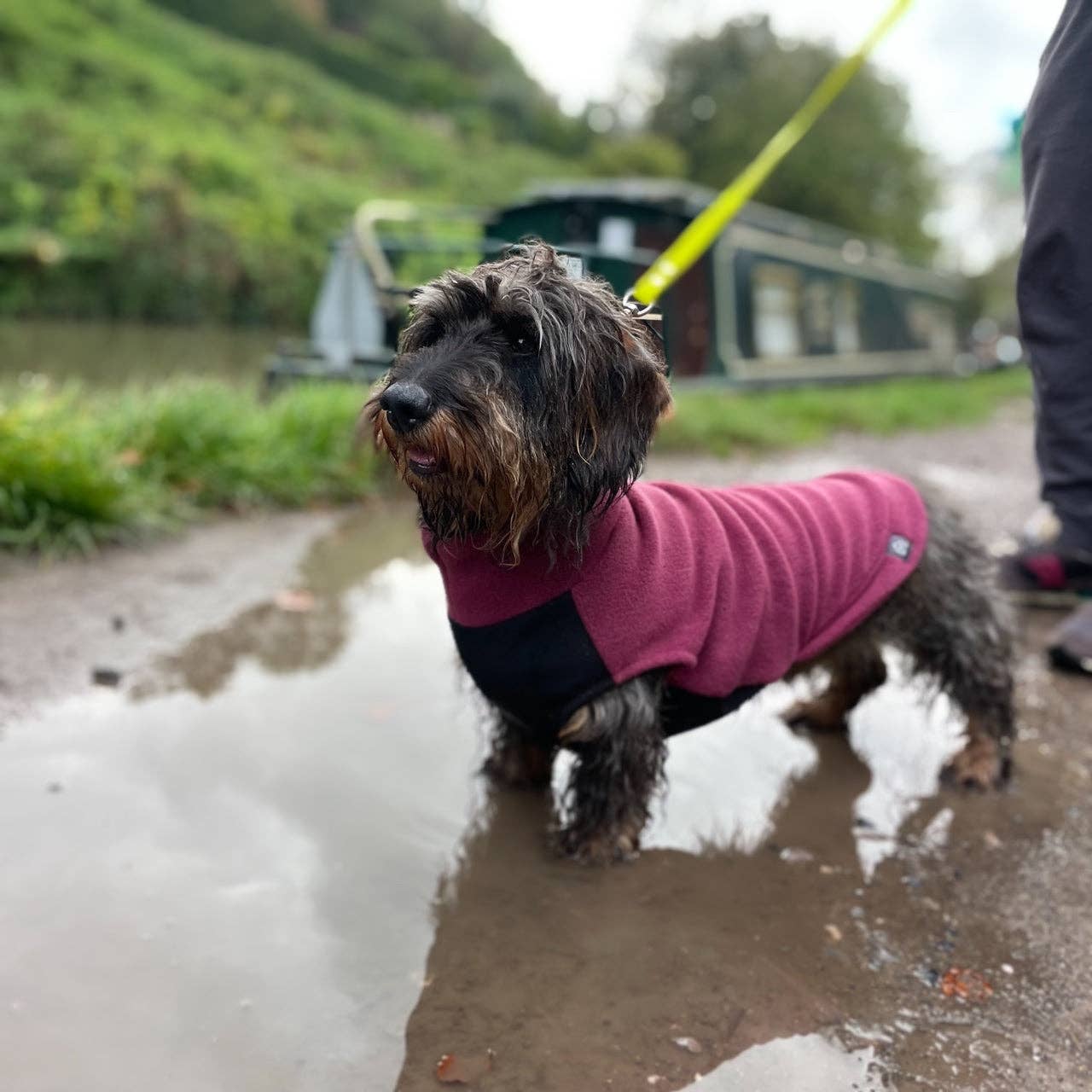 Standard Dackel Fleecepullover | mit wasserdichtem Baucheinsatz - Dusty Rose / M - Hundepullover