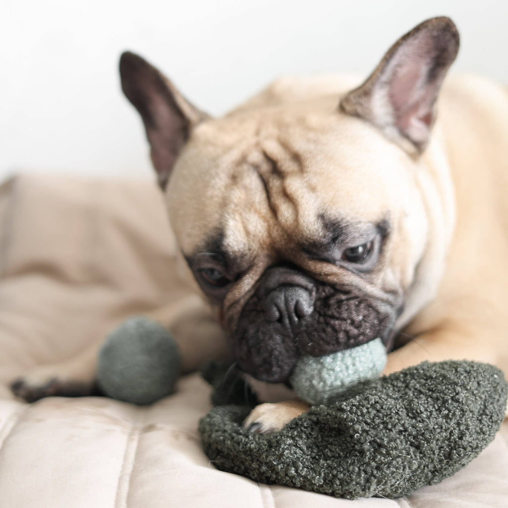 Beschäftigungsspielzeug | PEA-POP Erbsenschote - Hundespielzeug