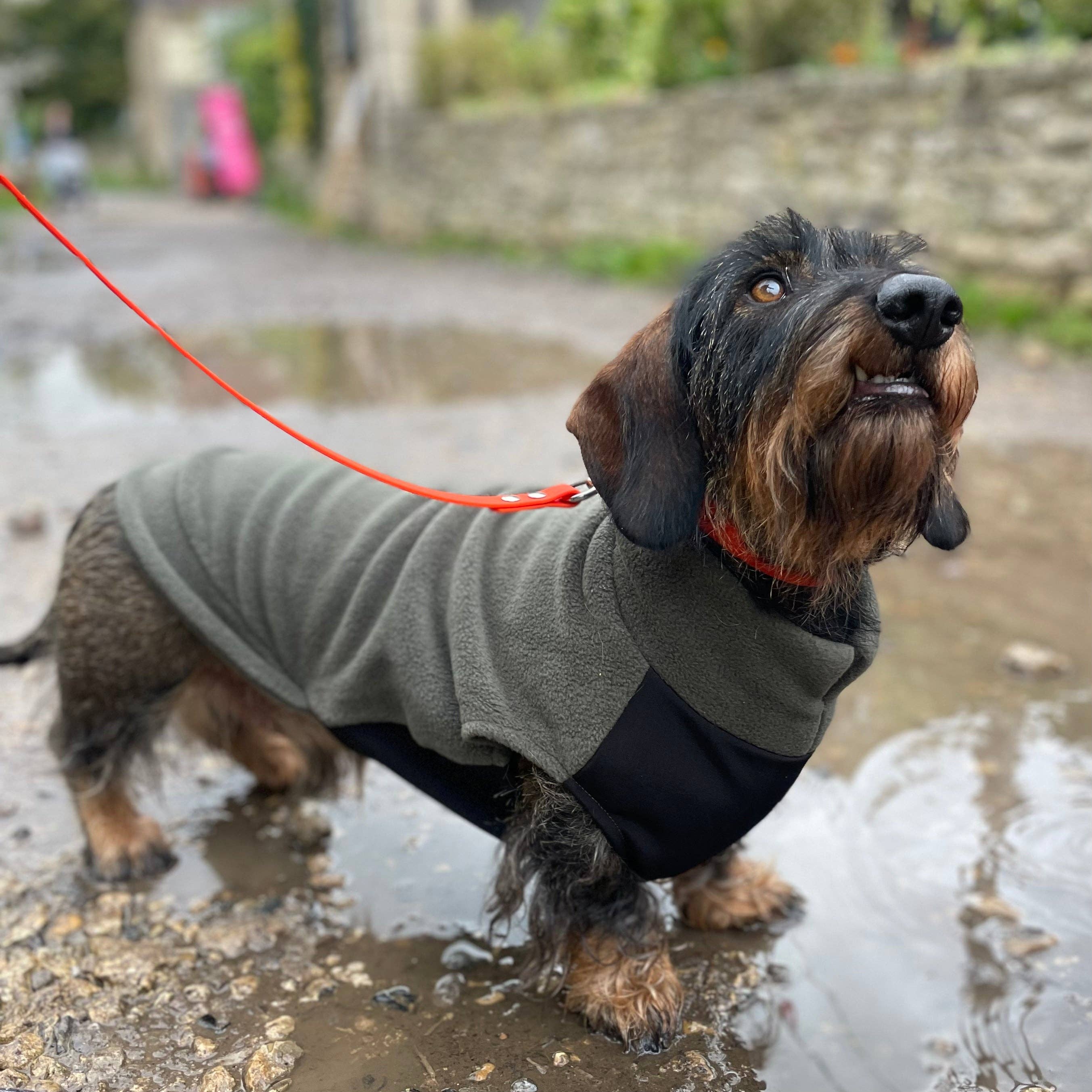 Standard Dackel Fleecepullover | mit wasserdichtem Baucheinsatz - Olive / M - Hundepullover