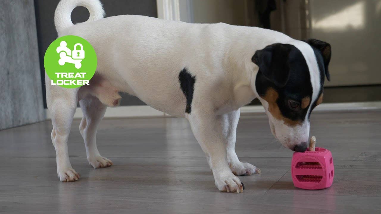 Pollux | Orange - Hundespielzeug