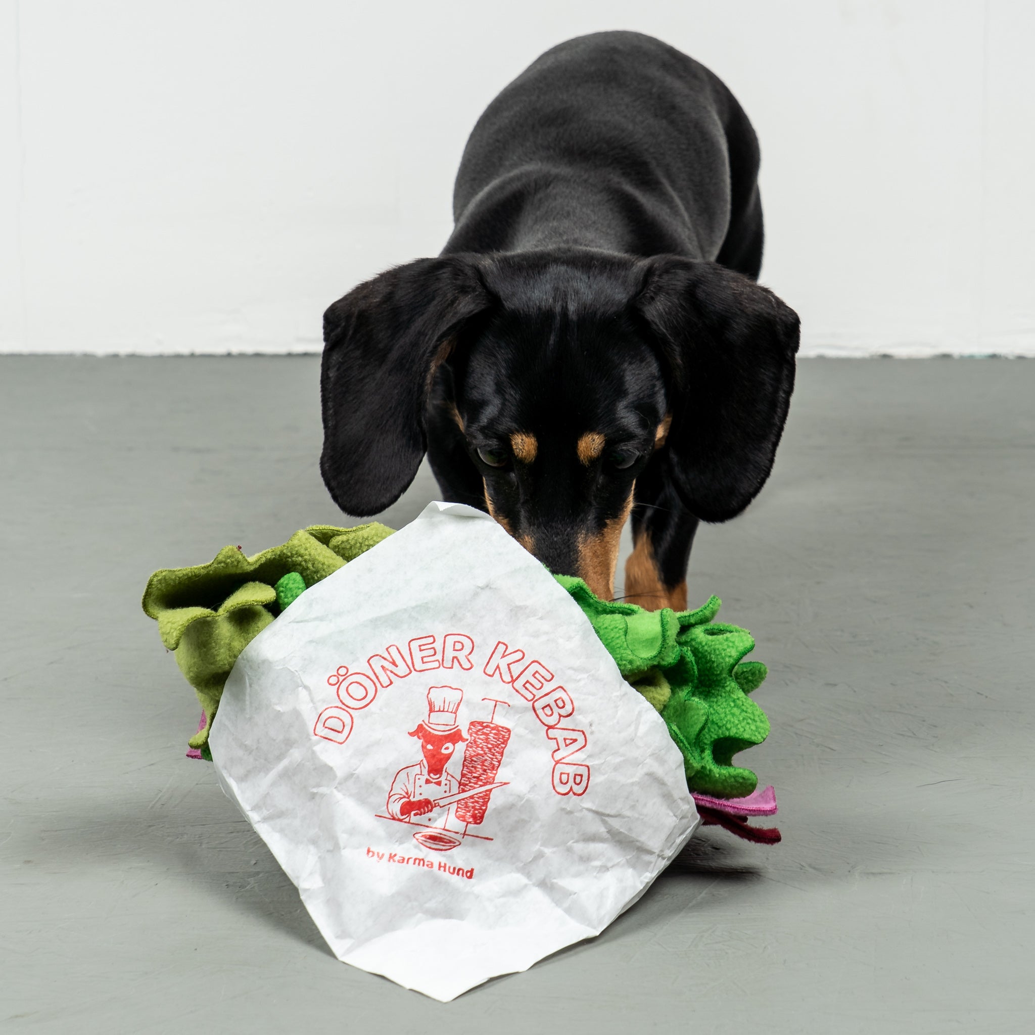 Dackel spielt mit dem Berliner Döner Schnüffelspielzeug