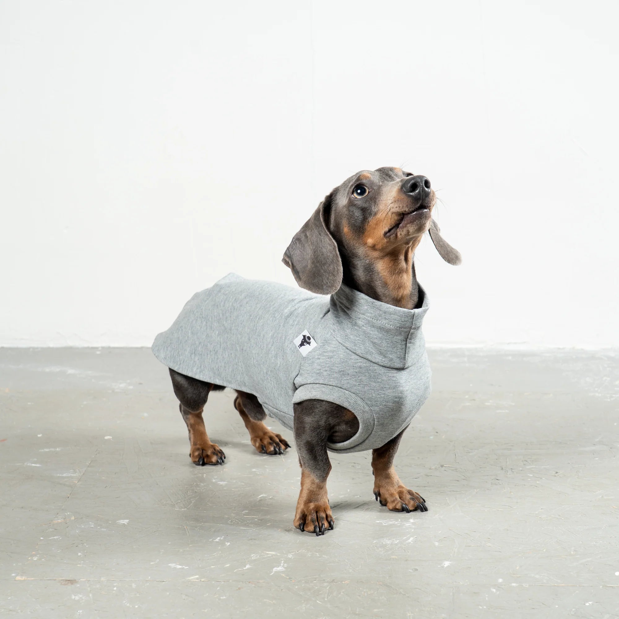 Cotton Shirt für Dackel | Grey Melange - Hundepullover