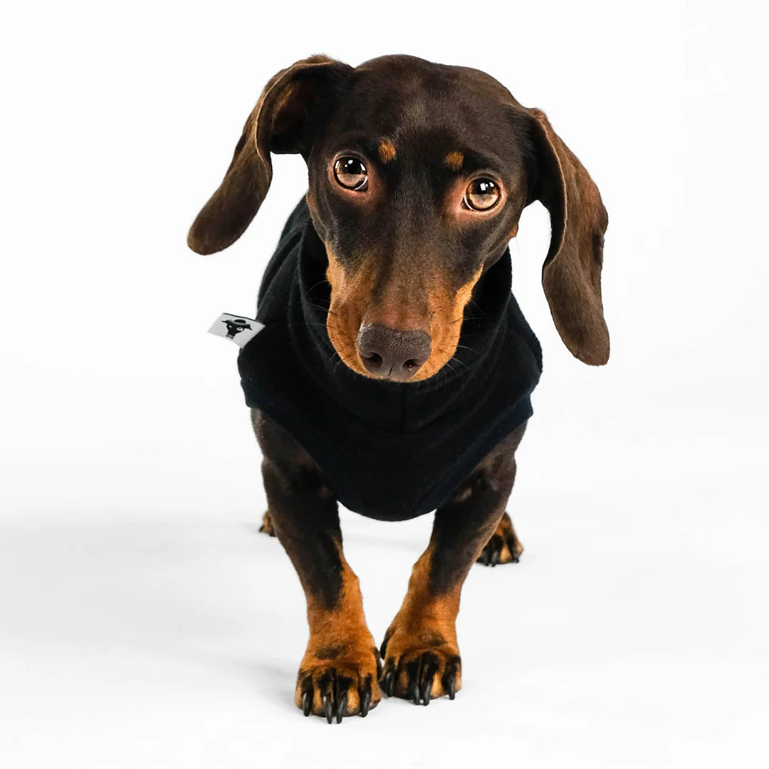 Long Shirt 2.0 für Dackel | Schwarz Hundepullover