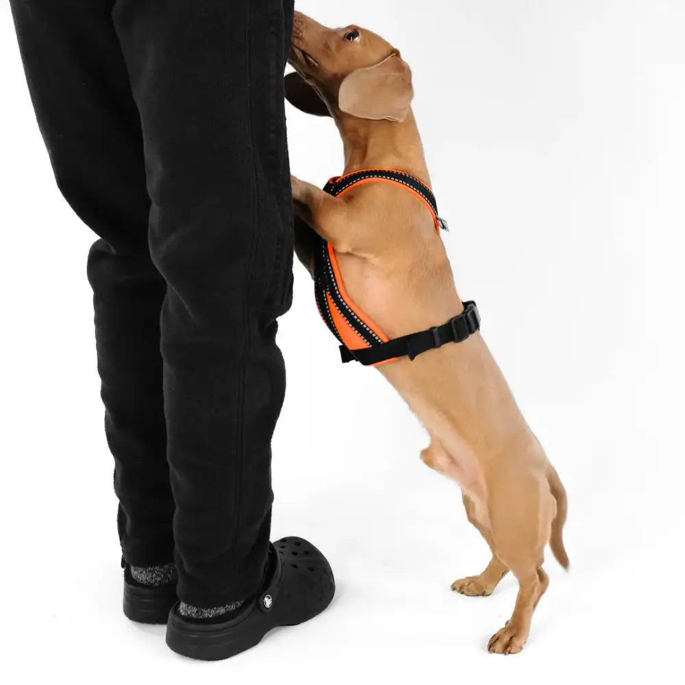 Dackel Y Geschirr von Karma Hund in Neon Orange