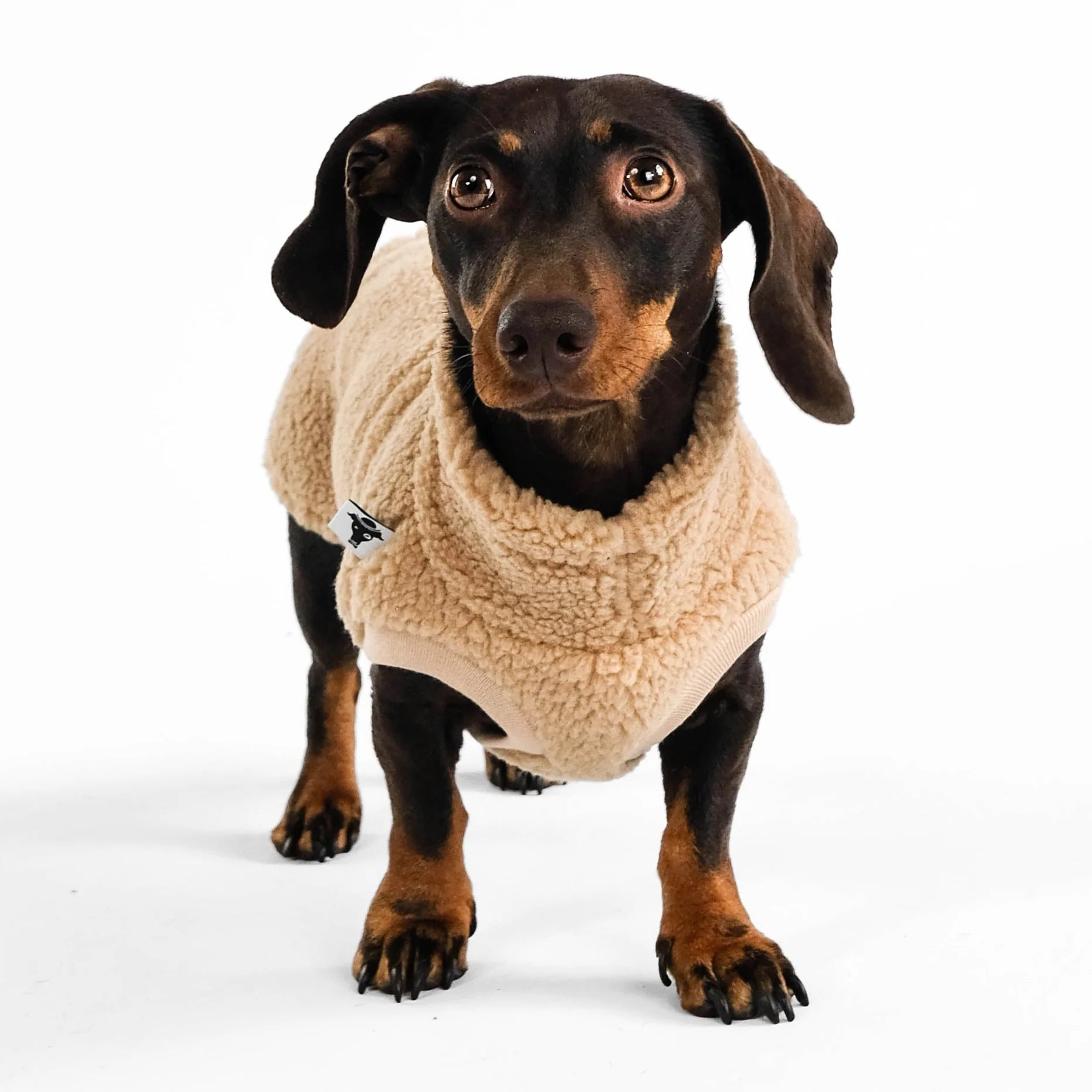 Long Shirt 2.0 für Dackel | Teddy Camel - Hundepullover