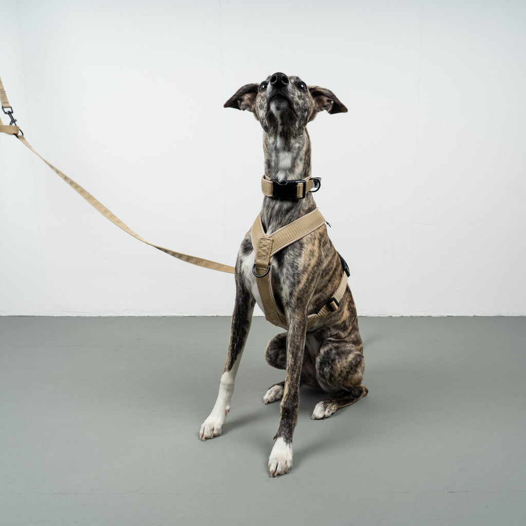 Hund trägt Geschirr mit Crossbody Leine Sand