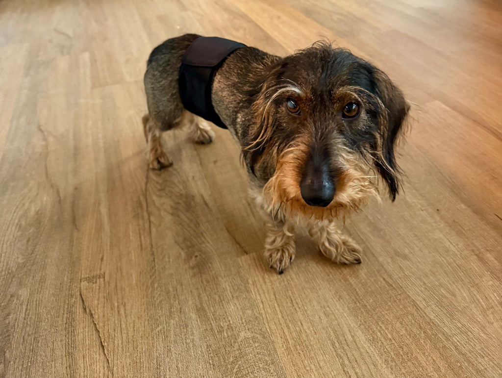 Rüdenwindel - Hundewindel