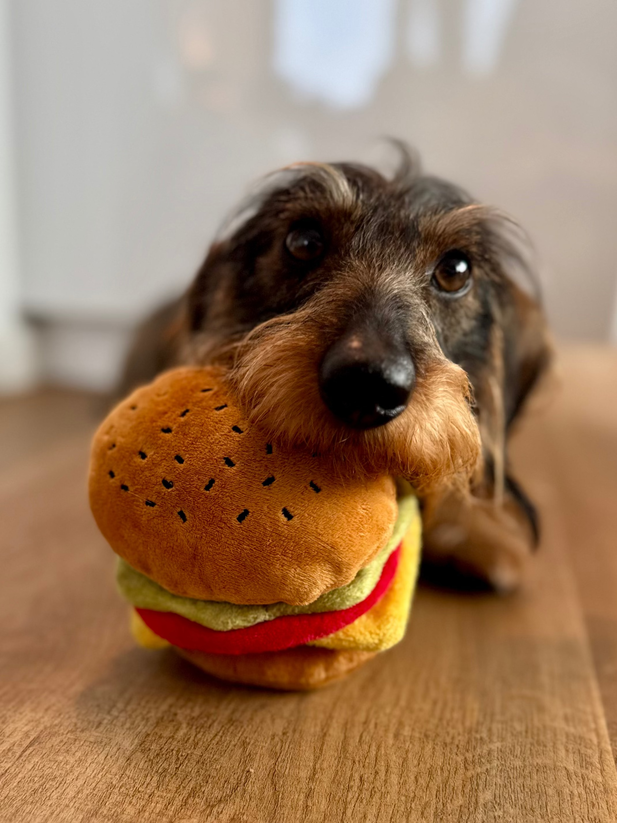 Hundespielzeug | Barky Burger - Hundespielzeug