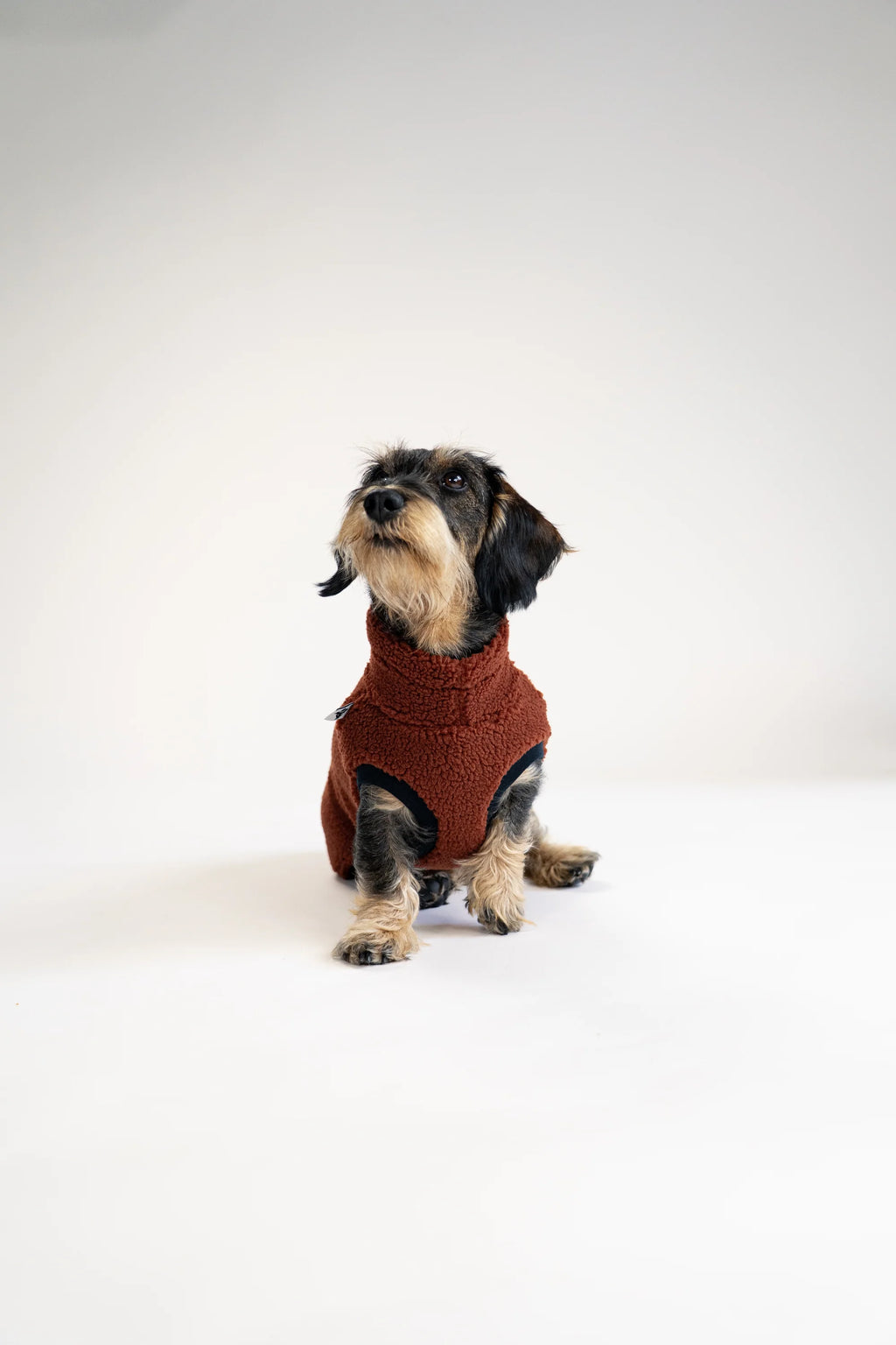 Long Shirt 2.0 für Dackel | Teddy Brown - Hundepullover
