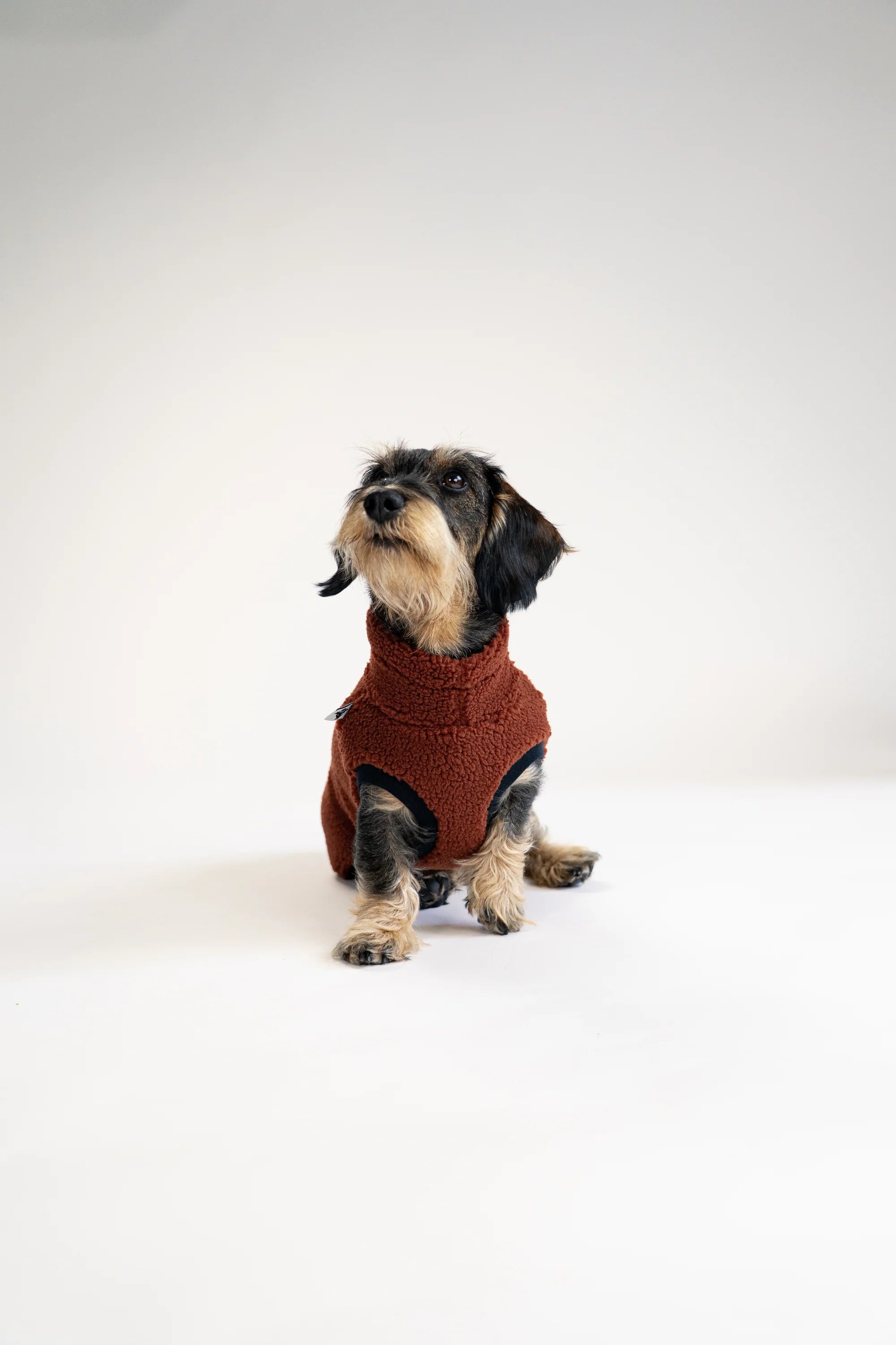Long Shirt 2.0 für Dackel | Teddy Brown - Hundepullover
