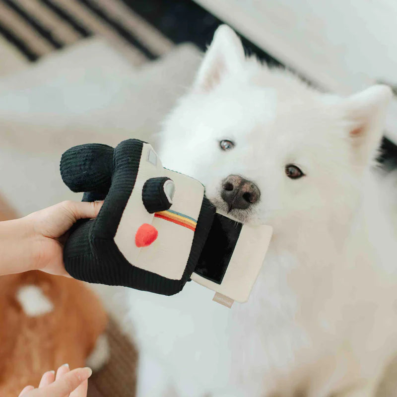 Hund schnüffelt an der Snuffle Instant Camera