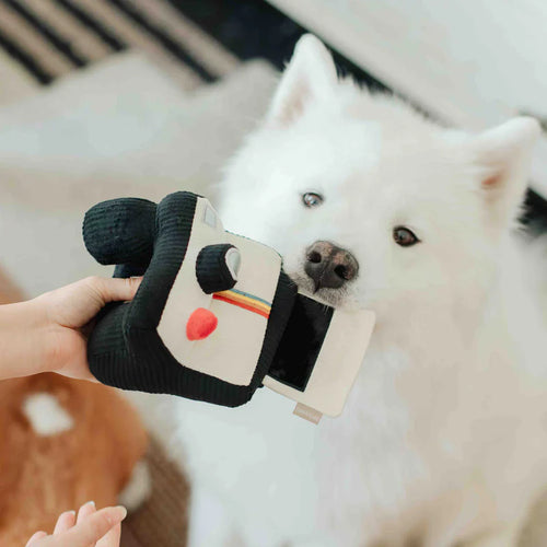 Hond snuffelt aan de Snuffle Instant Camera