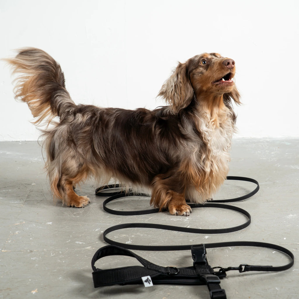 Hundegeschirr Dackel | All Black - Geschirr