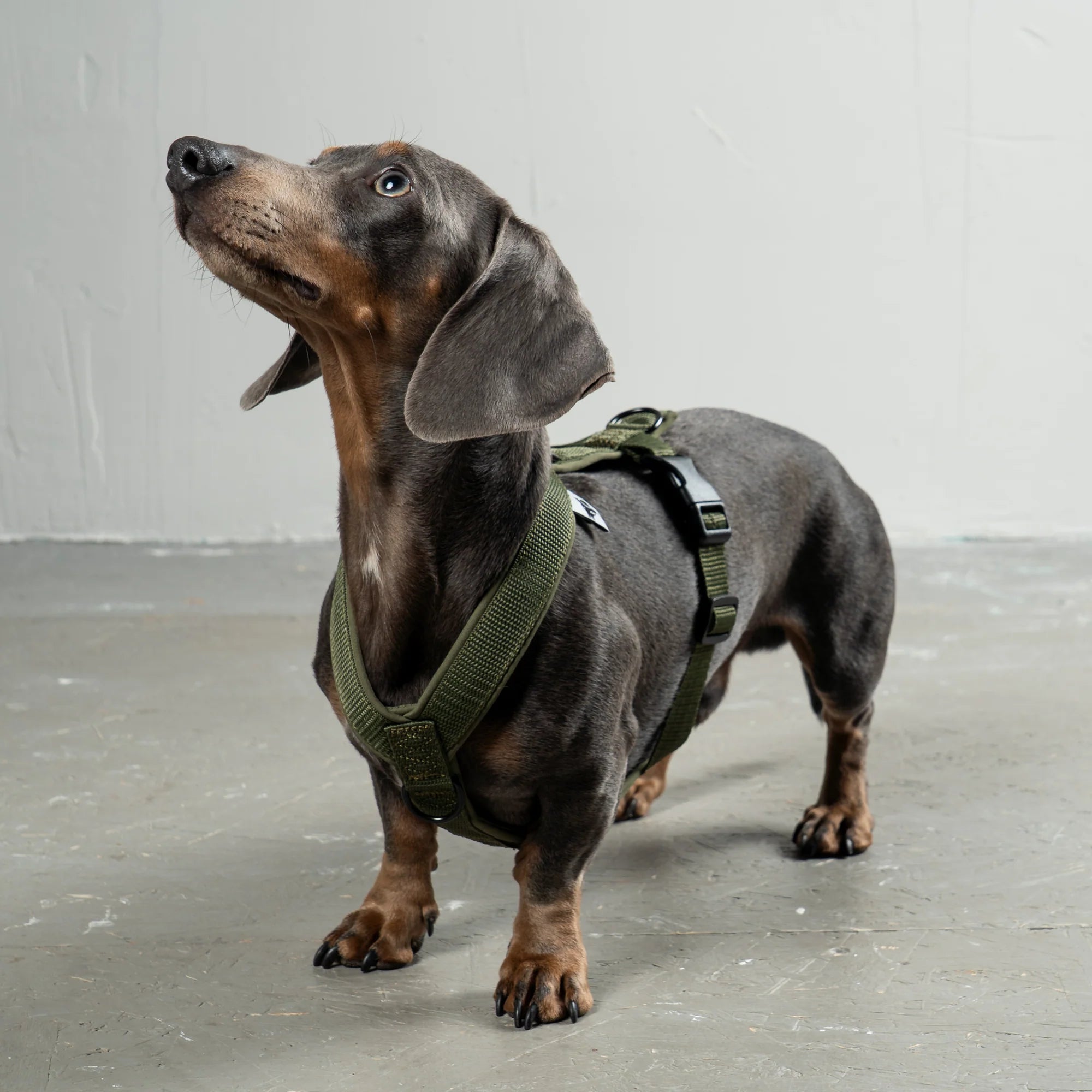 Hundegeschirr Dackel | Dark Olive - Geschirr