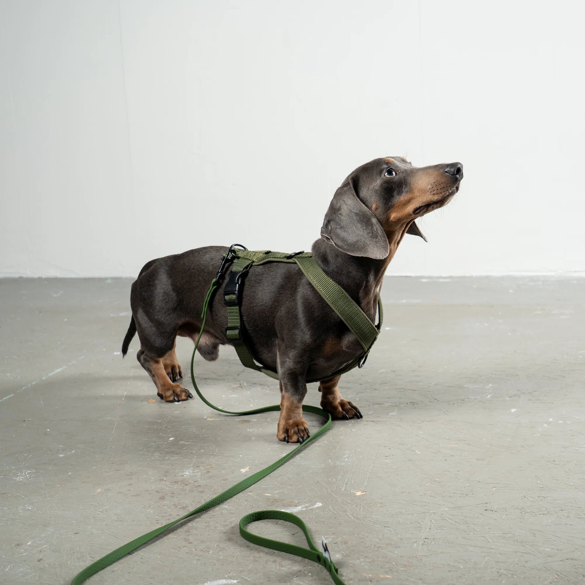 Hundegeschirr Dackel | Dark Olive - Geschirr