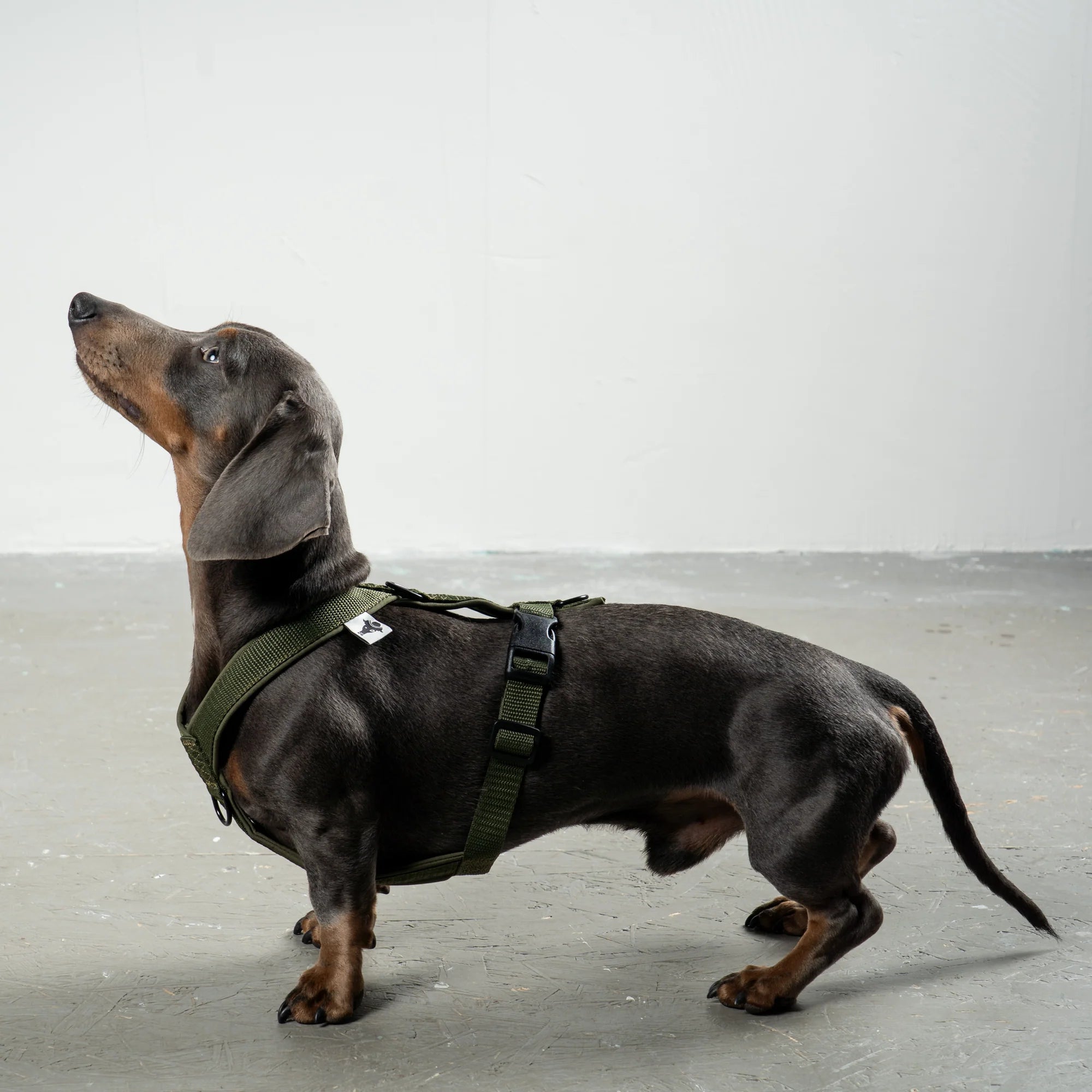 Hundegeschirr Dackel | Dark Olive - Geschirr