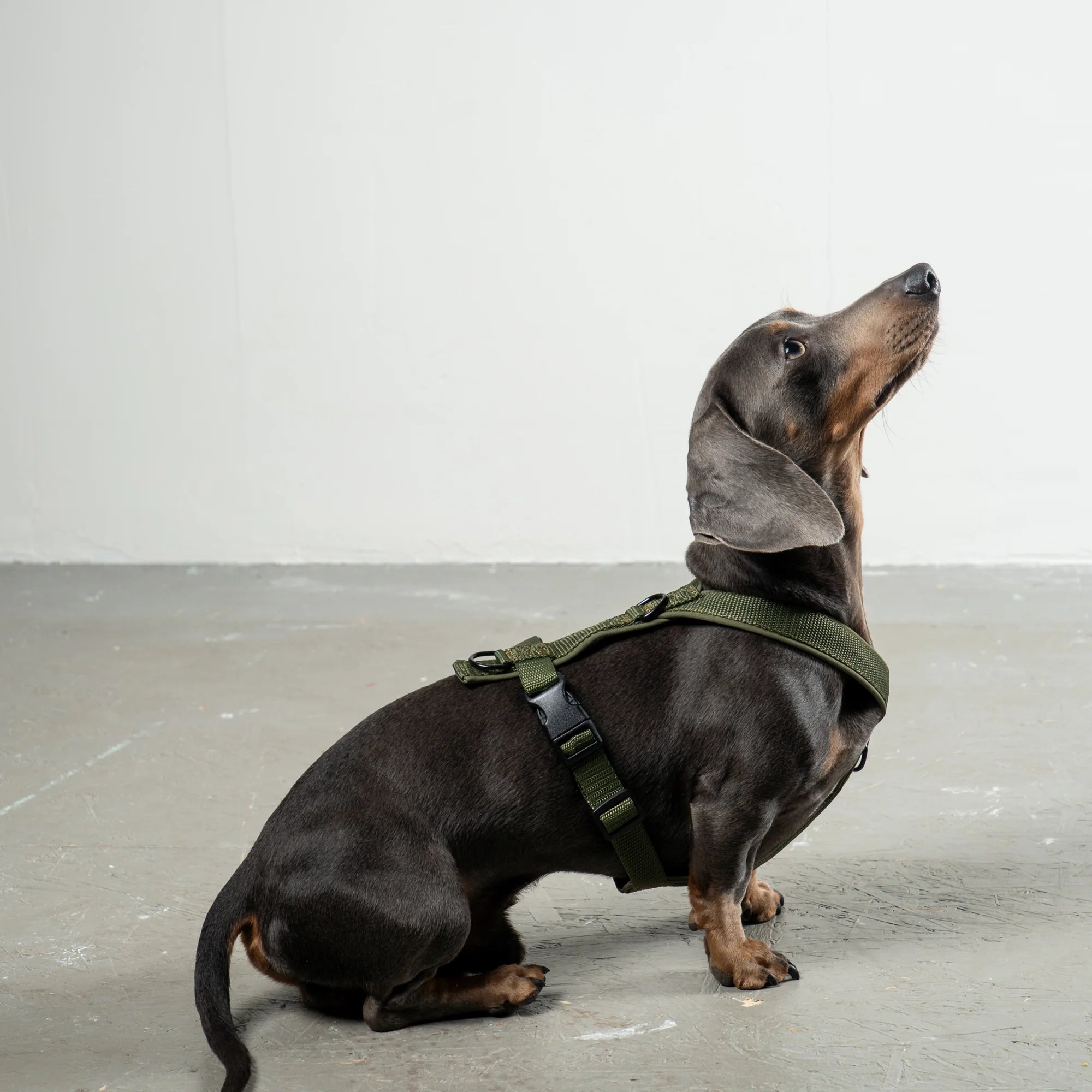Hundegeschirr Dackel | Dark Olive - Geschirr