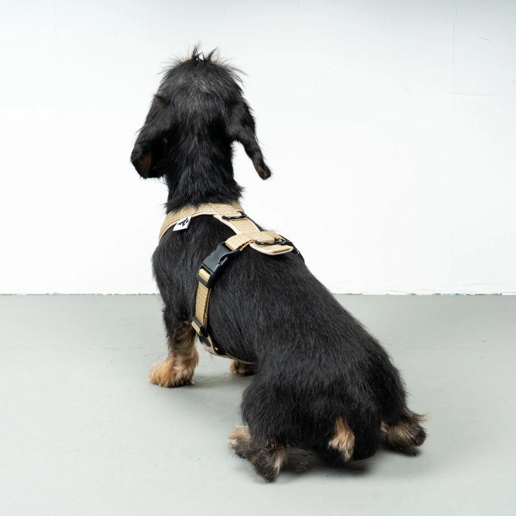Hundegeschirr Dackel | Sand - Geschirr