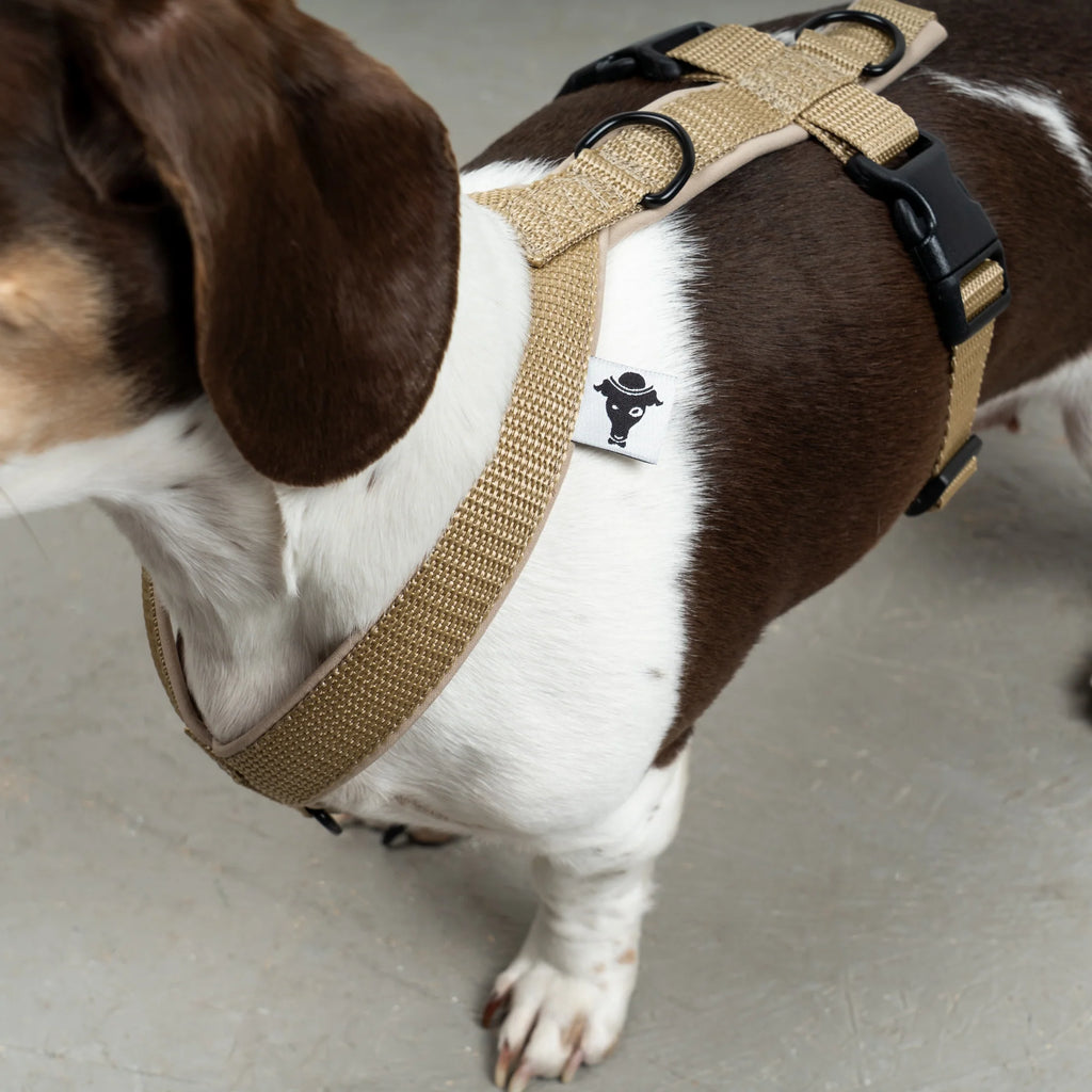 Hundegeschirr Dackel | Sand - Geschirr