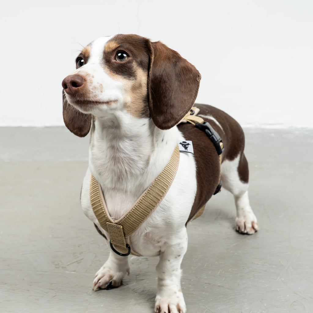 Hundegeschirr Dackel | Sand - Geschirr