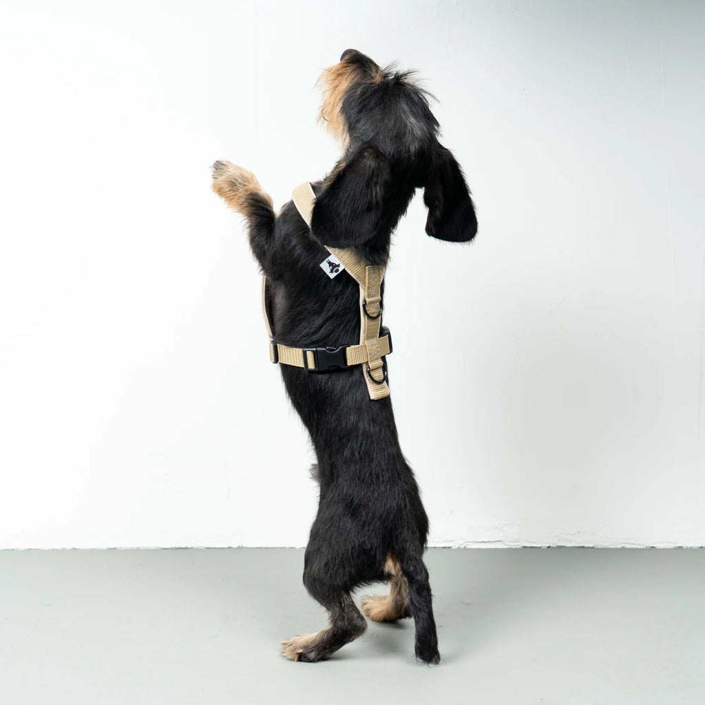 Hundegeschirr Dackel | Sand - Geschirr