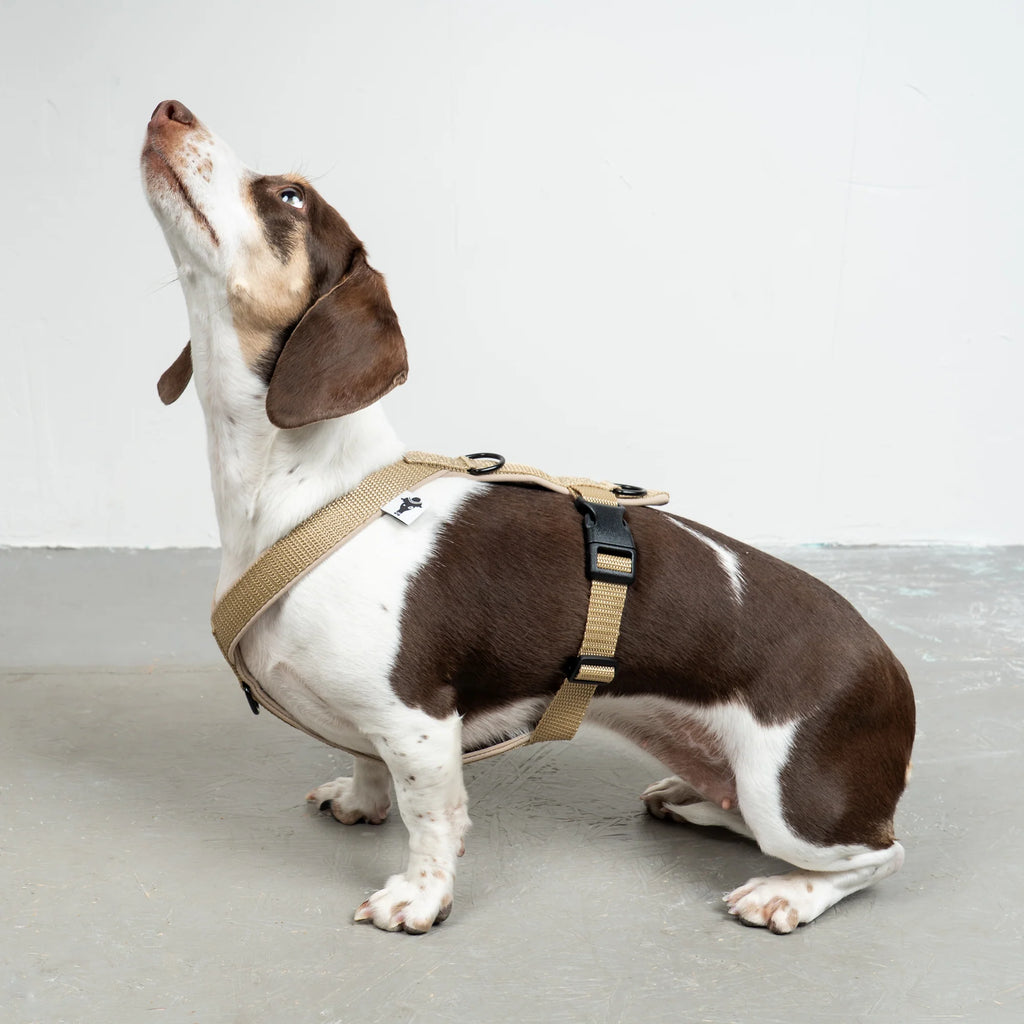 Hundegeschirr Dackel | Sand - Geschirr