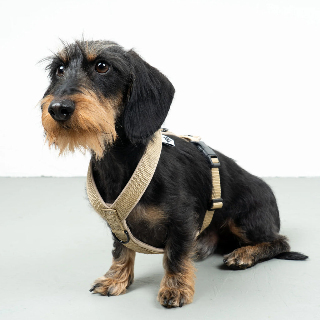 Hundegeschirr Dackel | Sand - Geschirr
