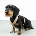 Hundegeschirr Dackel | Sand - Geschirr