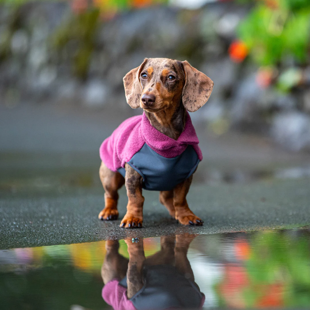 Standard Dackel Fleecepullover | mit wasserdichtem Baucheinsatz | Dusty Rose - Hundepullover