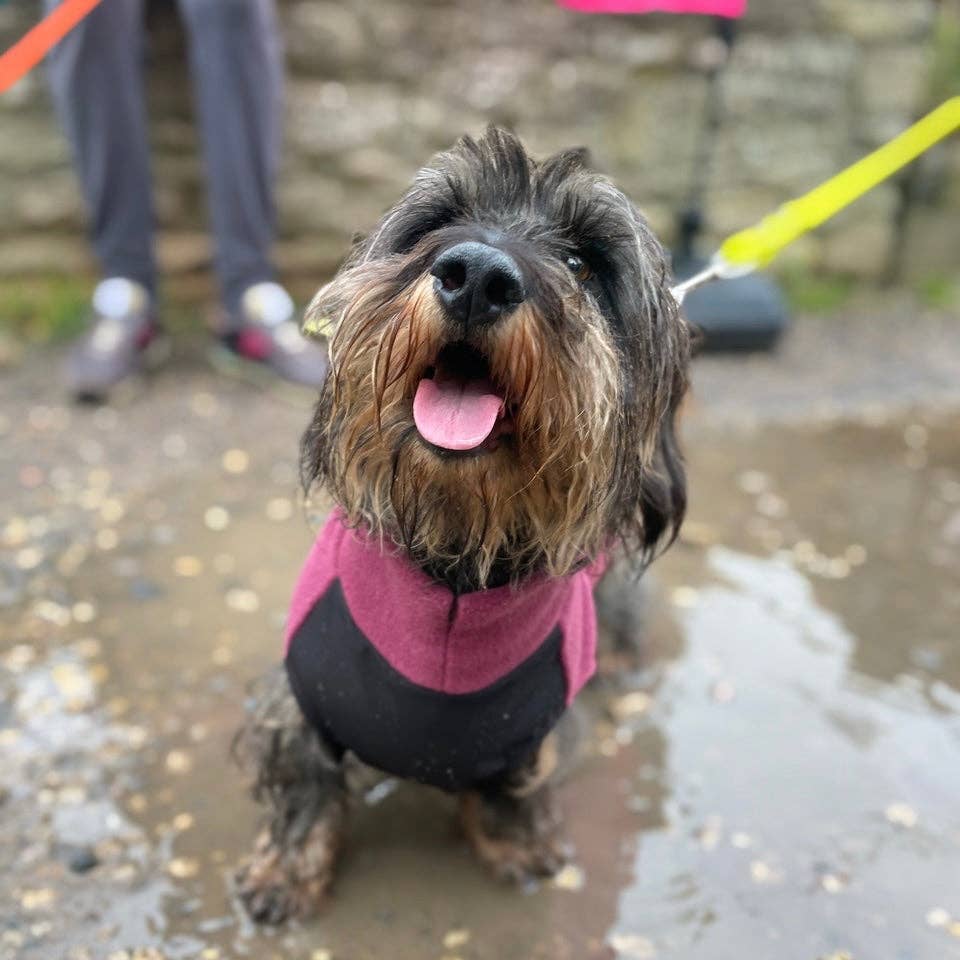 Standard Dackel Fleecepullover | mit wasserdichtem Baucheinsatz - Hundepullover
