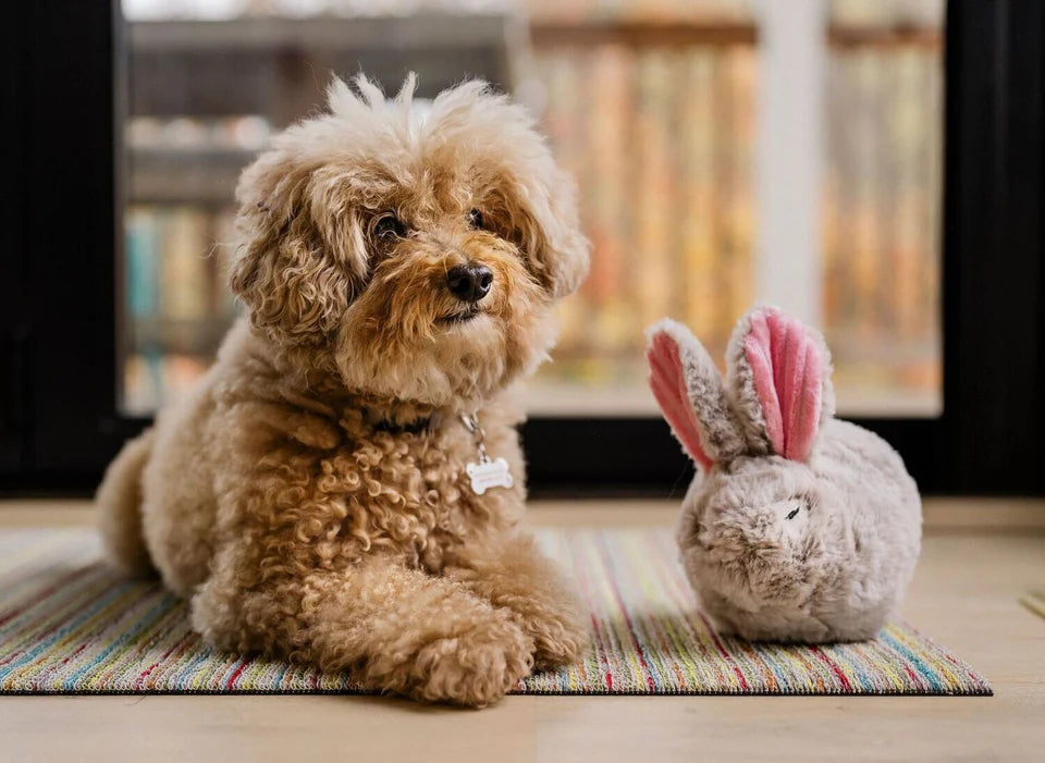 Hund spielt mit Baxter the Bunny – nachhaltiger Spielspaß