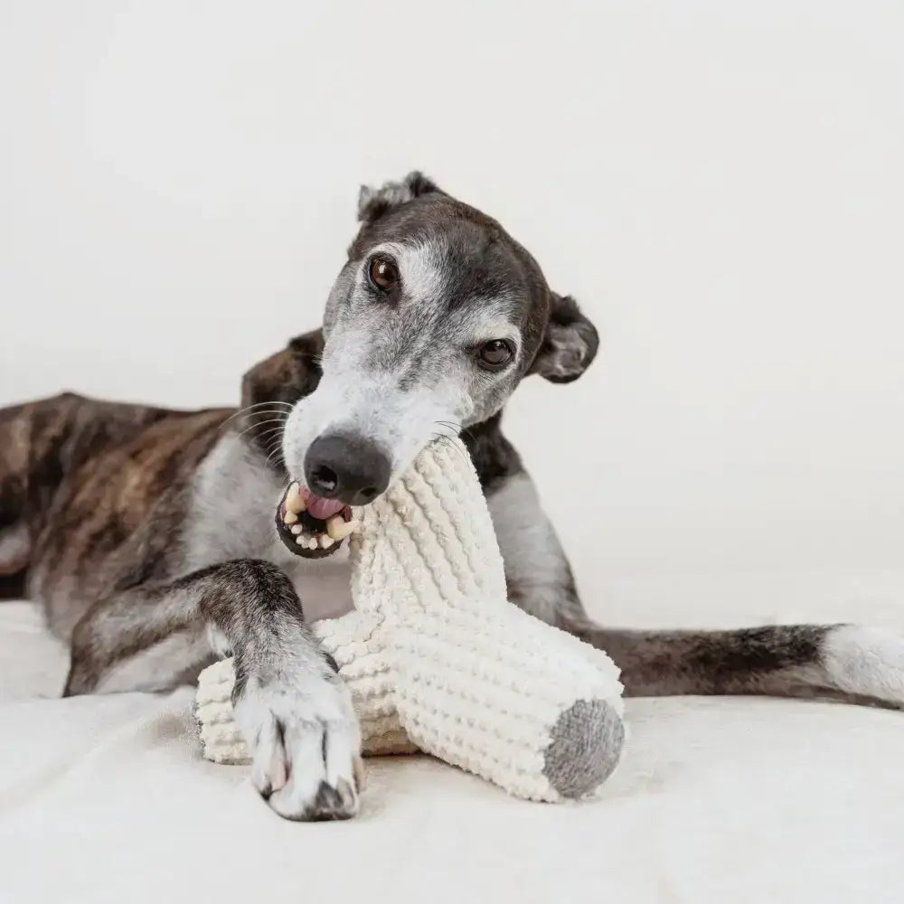 BREUER Hundespielzeug – Minimalistisches Design inspiriert von Tetrapoden für interaktiven Spielspaß